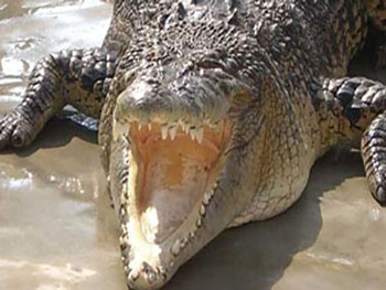 大鳄鱼养殖基地