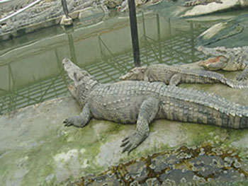 鳄鱼养殖