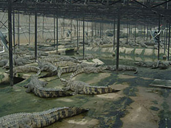 大鳄鱼养殖