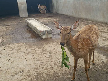 梅花鹿养殖基地