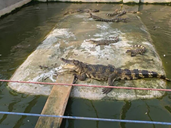 暹罗鳄鱼苗