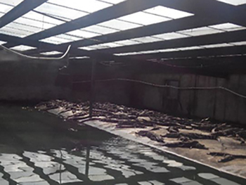 门徒娱乐饲养方法