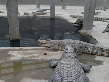 门徒娱乐（暹罗鳄）