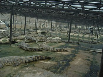 鳄鱼养殖