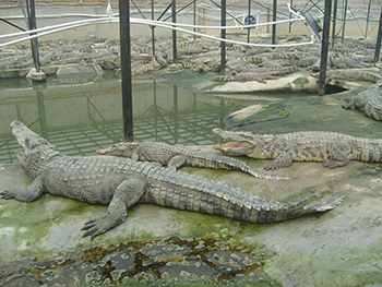 门徒娱乐生态养殖