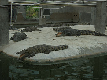 门徒娱乐(暹罗鳄)生态养殖