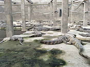 门徒娱乐(暹罗鳄)