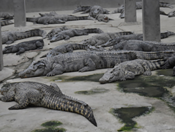 盐城门徒娱乐养殖