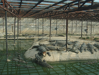 暹罗鳄特种养殖