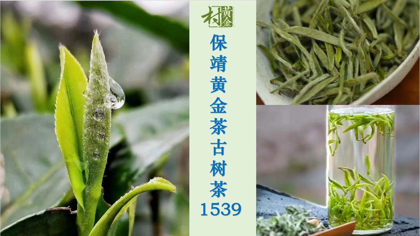 保靖黄金茶
