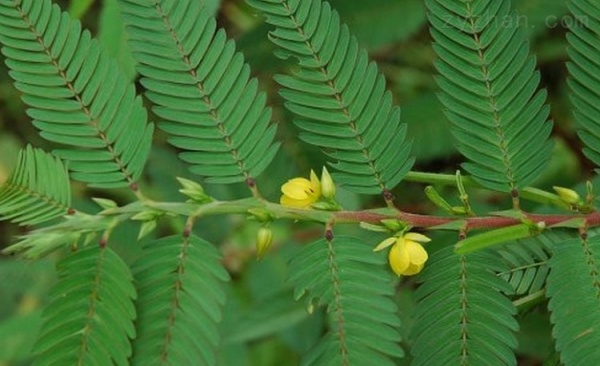 Cassia Nomame Extract