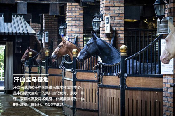 新疆野马丝路驿站文化主题沙龙