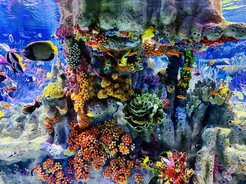 Activated Carbon for Aquarium