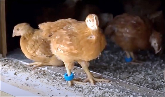 UHF RFID tracks the behavior of free-range chickens  —— UHF RFID technology application in American chicken farms