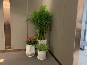 商场植物租赁方案