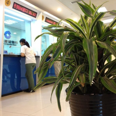 银行大厅植物租赁案例