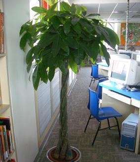 银行大厅植物租赁案例