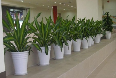 银行大厅植物租赁案例