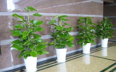 酒店植物租赁租摆案例