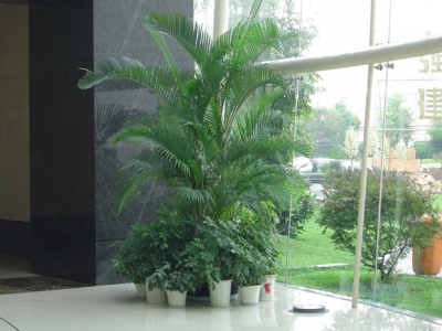 商场植物租摆案例