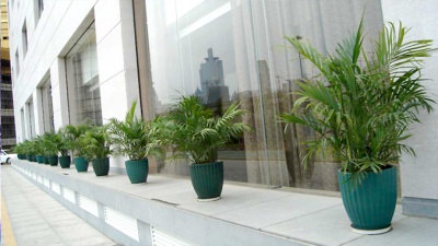 商场植物租赁案例