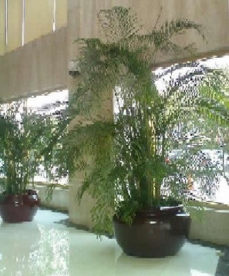 办公室植物租摆案例