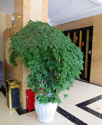 办公室绿植租摆案例