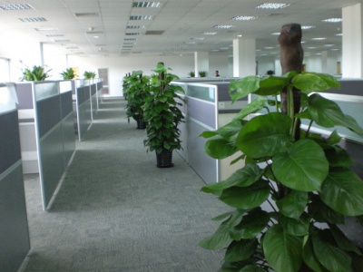 办公室植物租摆案例