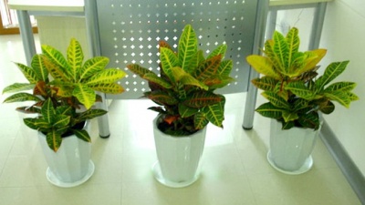 办公室绿植租摆案例