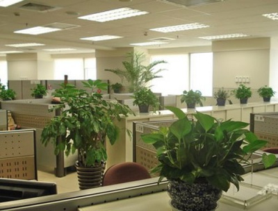 办公室植物租摆案例