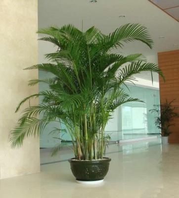 办公室植物租摆案例