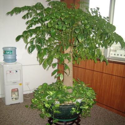 办公室植物租摆案例