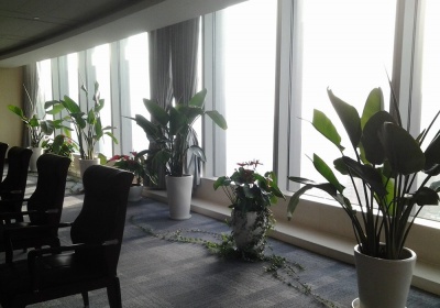 办公室绿植租摆案例
