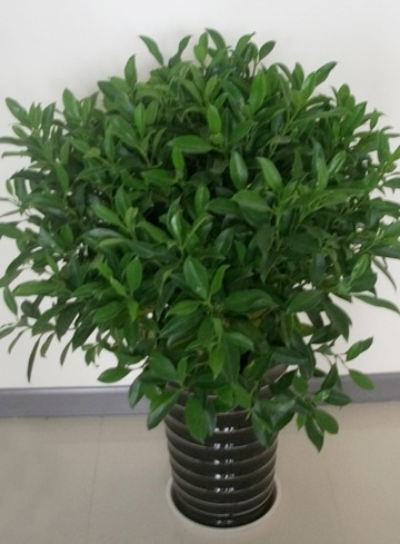 非州茉莉
