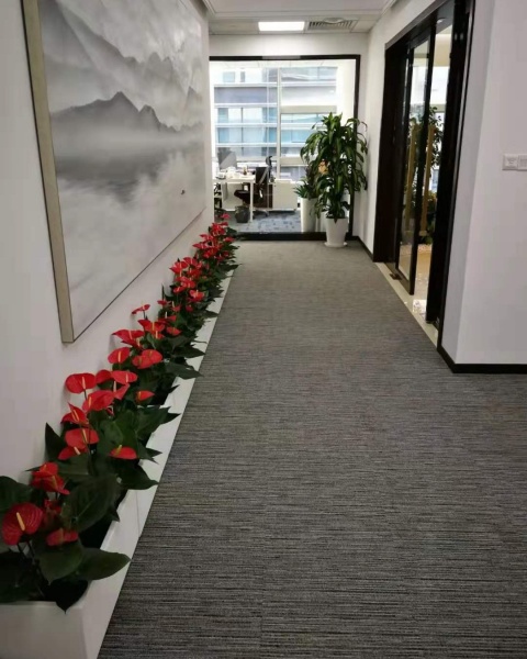 浦东区办公室绿植租赁