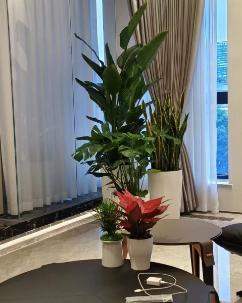 嘉定南翔植物租赁服务