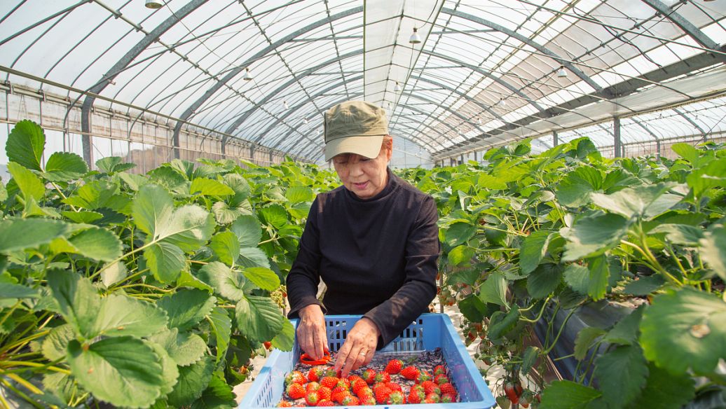 灌溉自动化产品需要什么样的防雷技术？