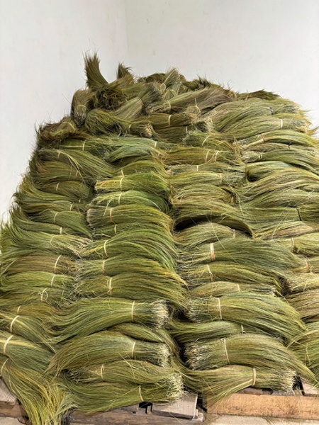 インドネシア産天然Rayung草