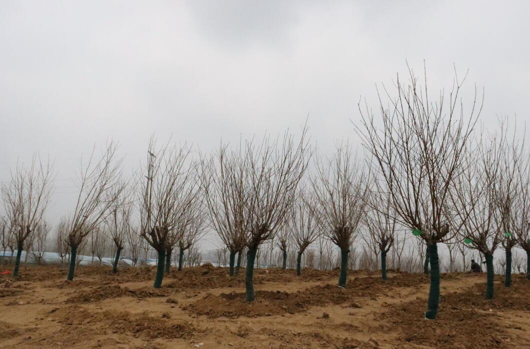 植树节，让我们关注环境保护，共建生态家园！(图5)