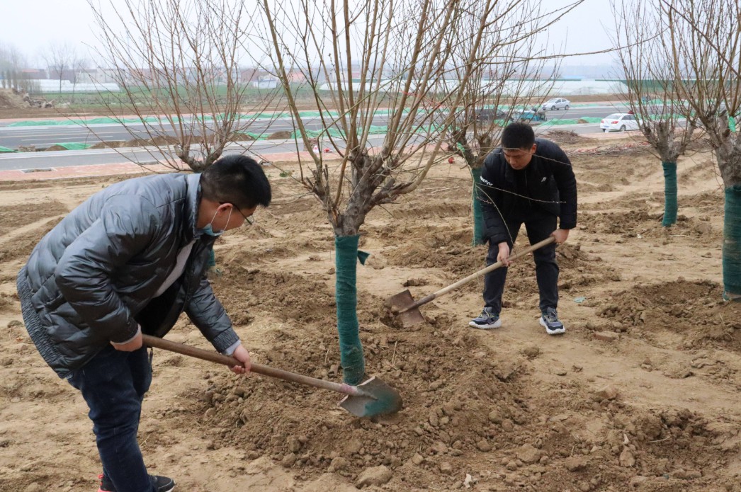 植树节，让我们关注环境保护，共建生态家园！(图2)