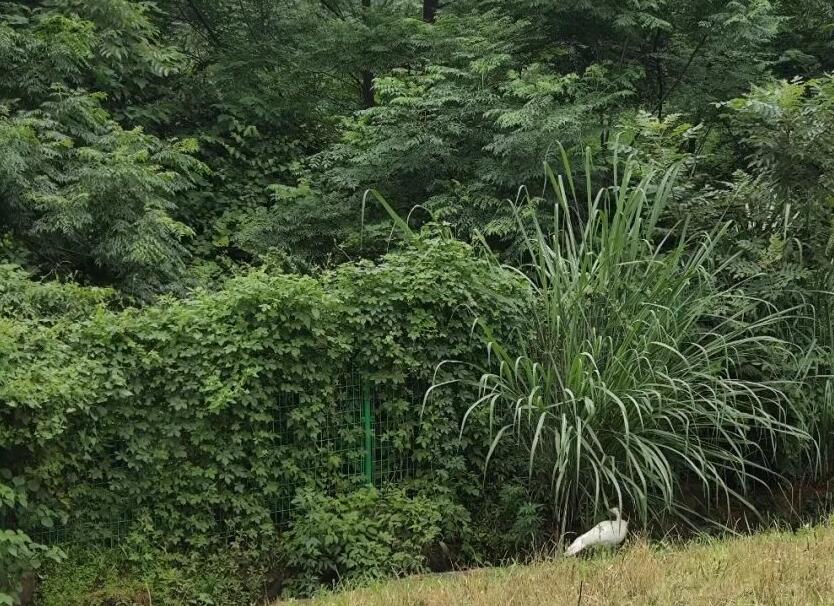渗滤液处理站来了只白孔雀(图7)
