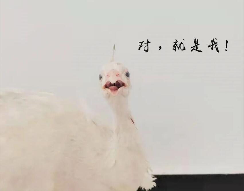 渗滤液处理站来了只白孔雀(图1)