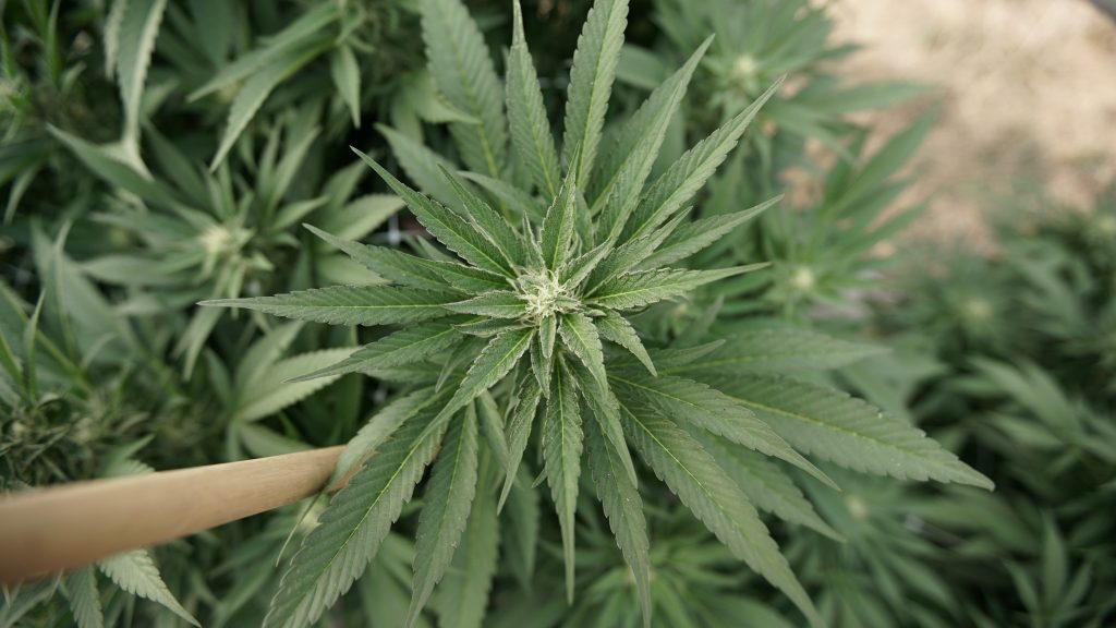 Trade Group Offers Guidance To Marijuana Businesses On How To Find Banking Services Amid Federal Prohibition