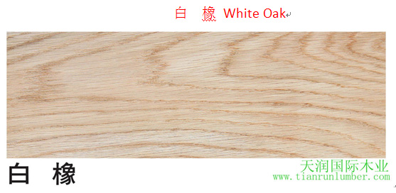 美狮贵宾会 - 首页