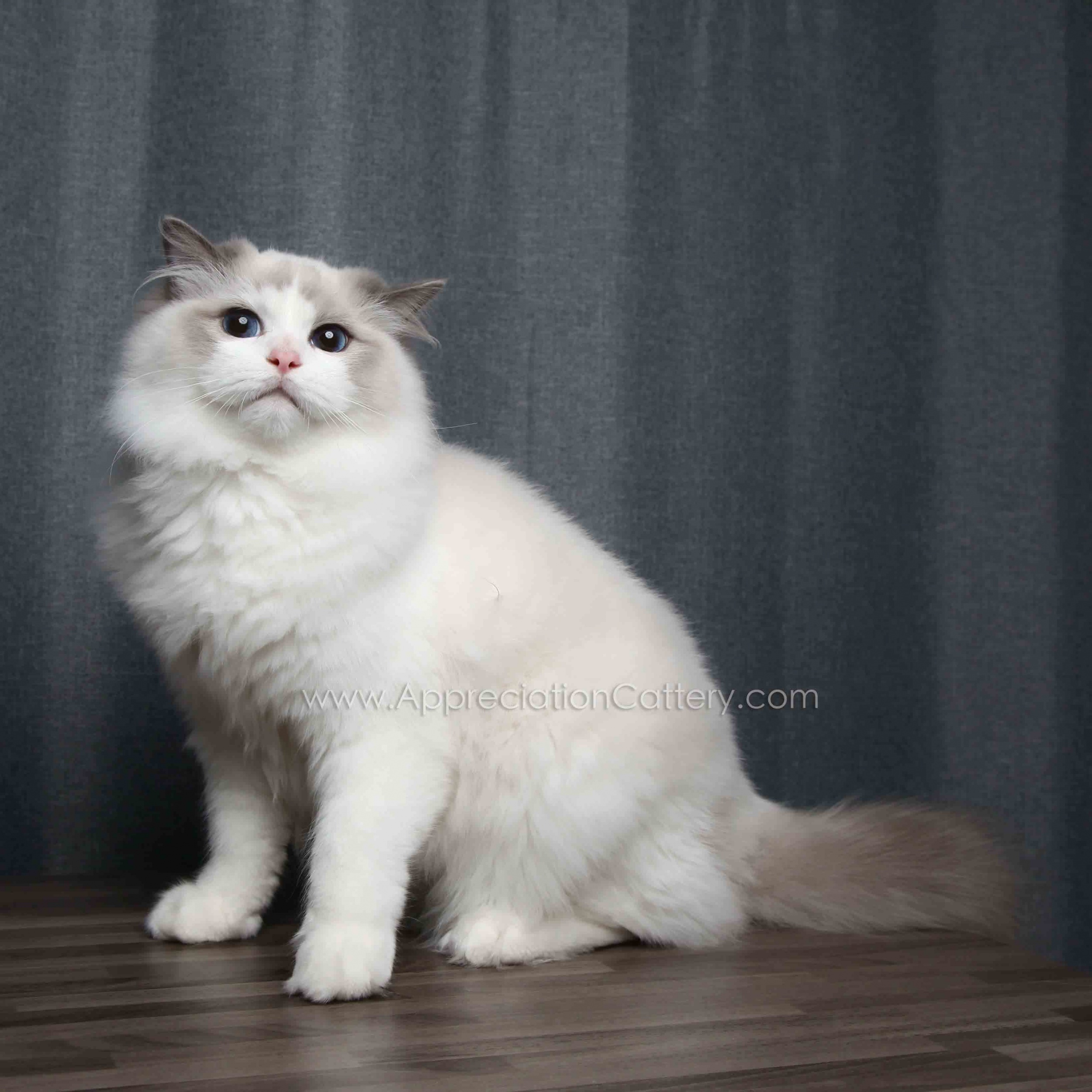 國王 | King 