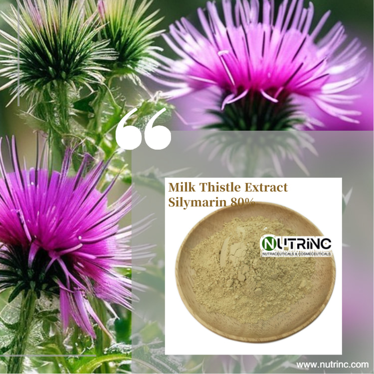 Milk Thistle Extract Silymarin 80%
