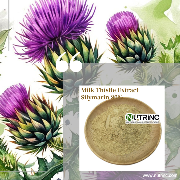 Milk Thistle Extract Silymarin 80%