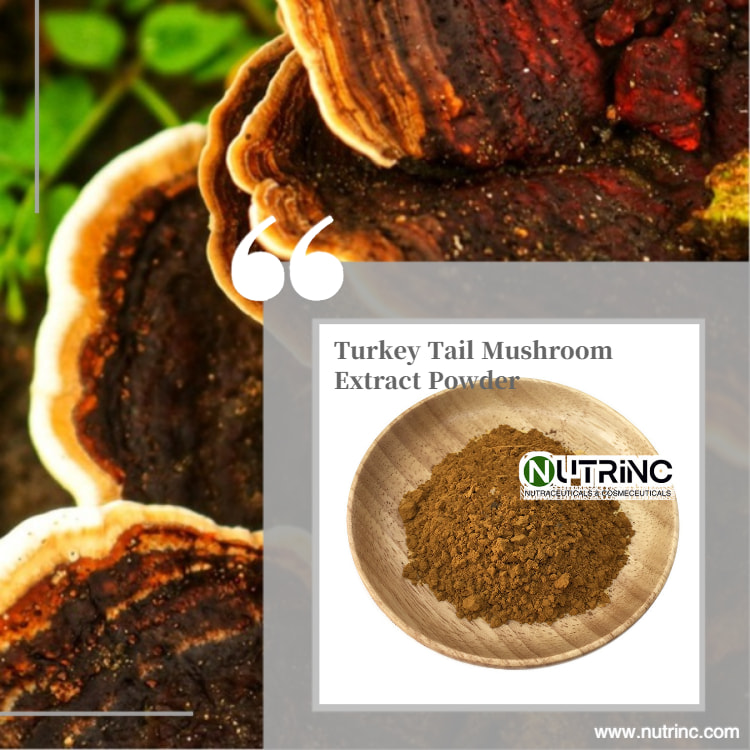 Turkey Tail Mushroom Extract Powder