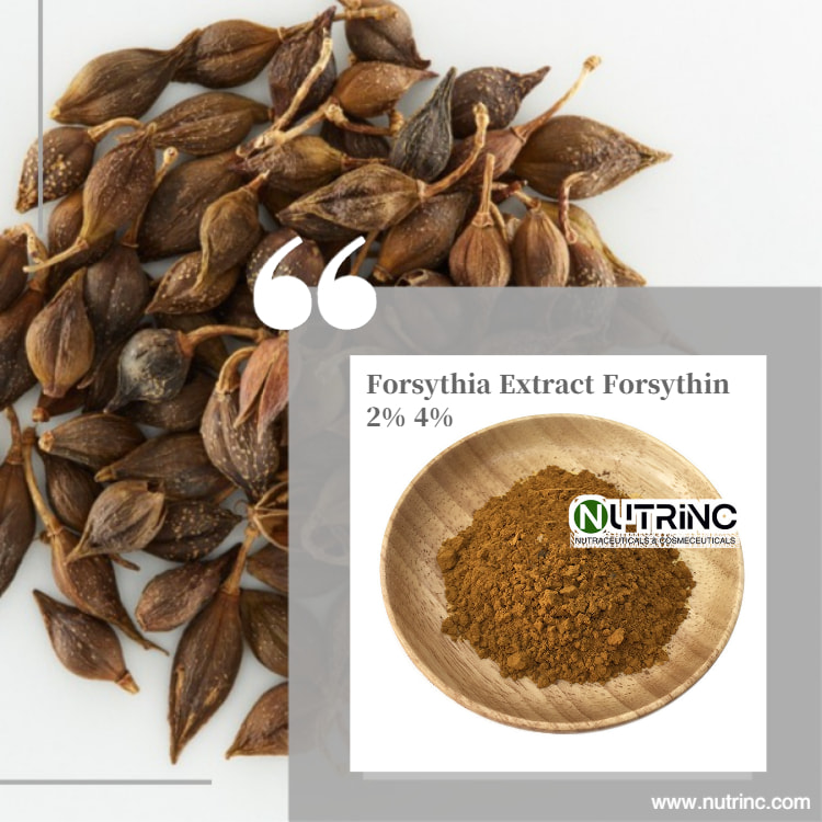 Forsythia Extract Forsythin 2% 4%