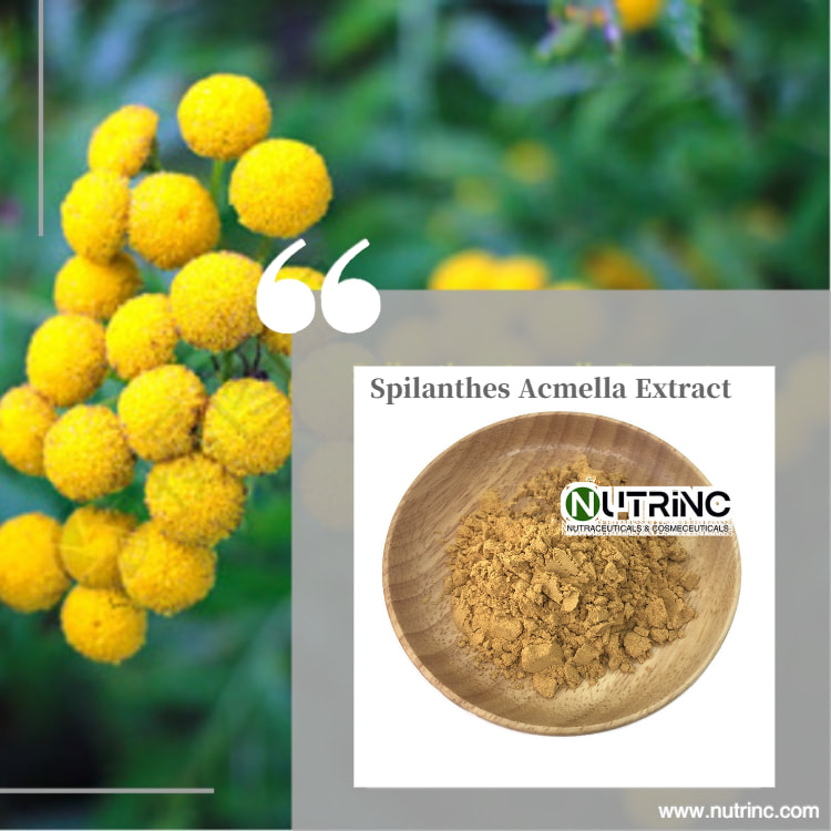 Spilanthes Acmella Extract / Spilanthes Oleracea Extract SpilanthoL/affinin 